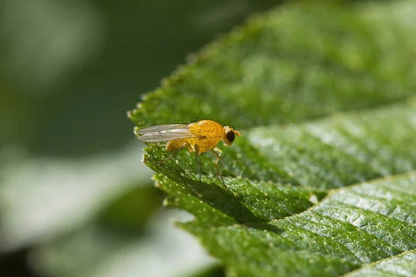 Moscas Fruta Drosophila Drosophilidae Aarey Milk Colony Mumbai India — Foto de Stock