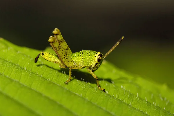 Grasshopper Acrididaey Colônia Leite Aarey Mumbai Índia — Fotografia de Stock