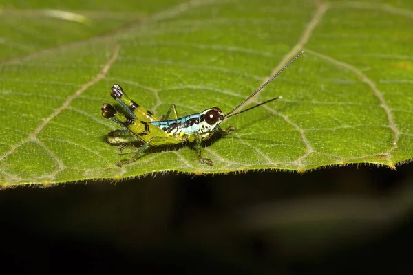 Grasshopper Agumbe Arrsc Karnataka Índia — Fotografia de Stock