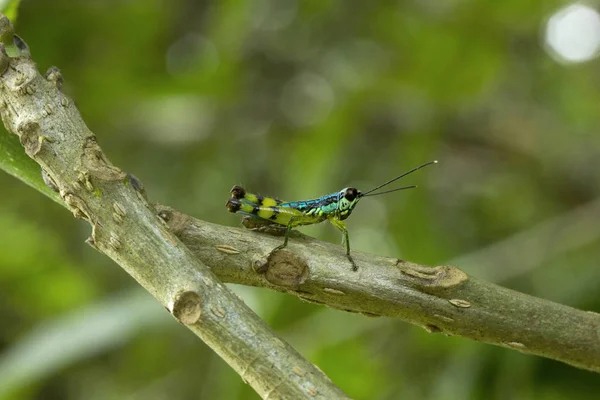 Grasshopper Ahbbe Arrsc Штат Карнатака Индия — стоковое фото
