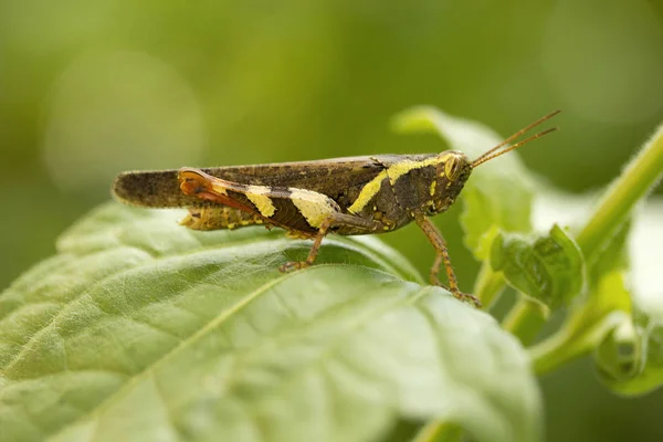 Grasshopper Jampue Hills Tripura State India — Stock Photo, Image