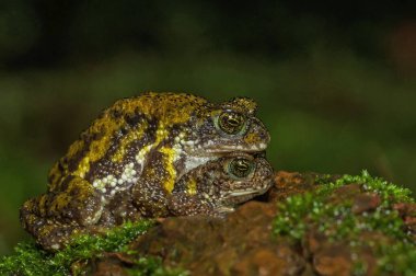 Amboli kaplan kurbağası, Xanthophryne kaplanı, Maharashtra, Hindistan