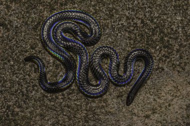 Pied Beled Shieldtail, Melanophidium punctatum, Maharashtra, Hindistan