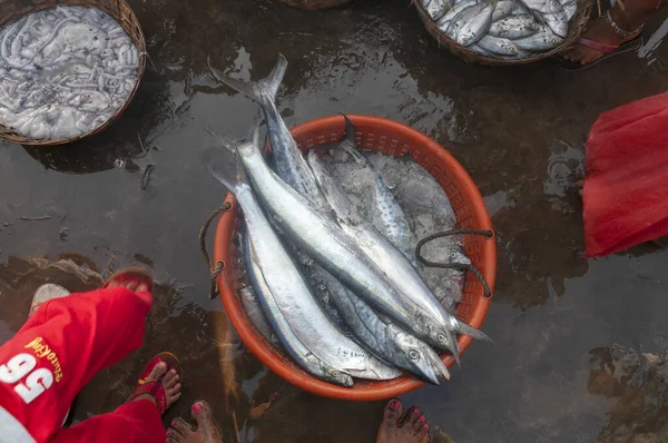 Fresh fish catch, Harney Jetty, Ratnagiri, Maharashtra, India — Stock Photo, Image