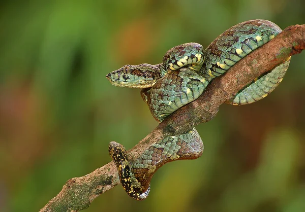 Malabar pit viper, Trimeresurus malabaricus, Maharashtra, India. — Foto de Stock