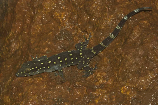 Prashadi Gecko, Hemidactylus prashadi, también conocido como el gecko de dedos de las hojas de Bombay, Maharashtra, India — Foto de Stock