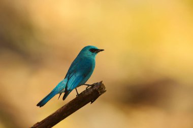 Verditer sinekkapanı, Eumyias thalassinus, Sattal, Nainital bölgesi, Uttarakhand, Hindistan