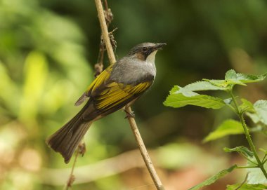 Küllü bulbul, Hemixos flavala, sarı kaşlı bulbul, Dandeli, Sattal, Nainital ilçesi, Uttarakhand, Hindistan