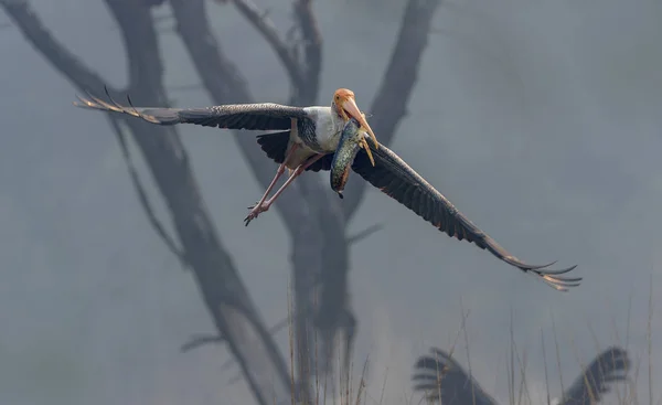 Cegonha pintada, Mycteria leucocephala, Parque Nacional Keoladeo, Bharatpur, Índia — Fotografia de Stock