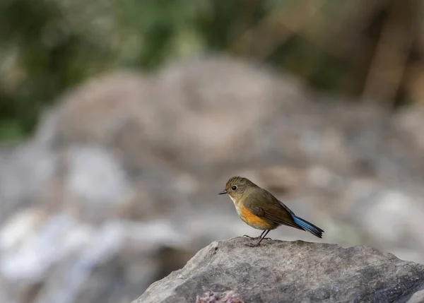 Himalaya bluetail 'i, dişi, Tarsiger rufilatus, Sattal, Nainital District, Uttarakhand, Hindistan — Stok fotoğraf