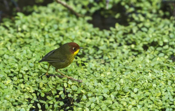 Kastanienkopftesia, cettia castaneocoronata, sattal, nainital district in uttarakhand, indien — Stockfoto