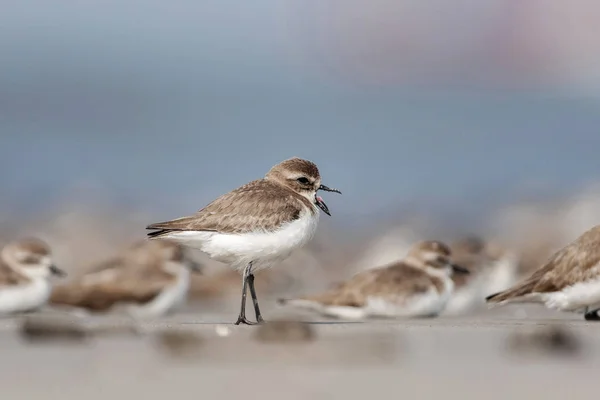 Sandplover menor, Charadrius mongolus, Akshi, Alibaug, Maharashtra, Índia — Fotografia de Stock