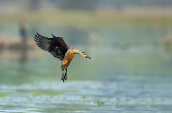 Patos silbantes menores, Dendrocygna javanica, Parque Nacional Keoladeo, Bharatpur, Rajastán, India —  Fotos de Stock