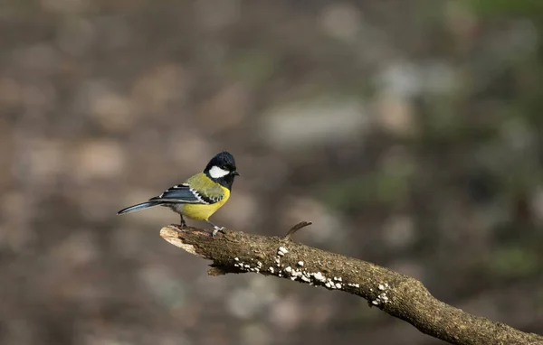 Cycek zielony, Parus monticolus, Sattal, dystrykt Nainital w Uttarakhand, Indie — Zdjęcie stockowe