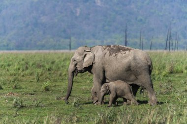 Protecting mother elephant, Dhikala, Jim Corbett National Park, Nainital, Uttarakhand, India clipart