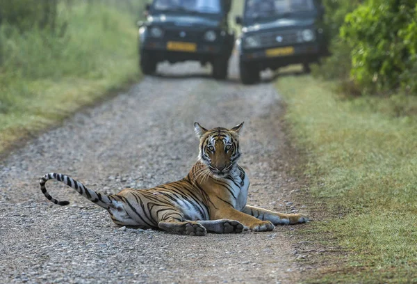 Tiger road block, Panthera tigris, Dhikala, Jim Corbett National Park, Nainital, Uttarakhand, India — Stock Photo, Image