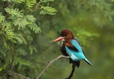 Beyaz boğazlı balıkçı, Halcyon İzmir, Keoladeo Ulusal Parkı, Bharatpur, Rajasthan, Hindistan