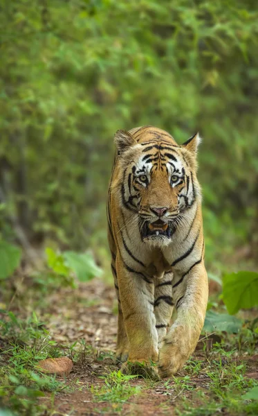 Tiger, Panthera tigris, Jim Corbett National Park, Nainital, Uttarakhand, India — Stock fotografie