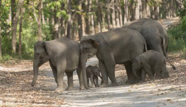 Elephant herd crossing the main road, Dhikala, Jim Corbett National Park, Nainital, Uttarakhand, India clipart