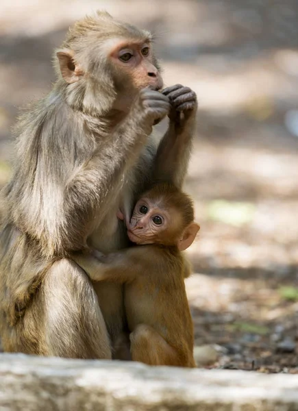 Alimentação do bebê macaco, Dhikala, Jim Corbett National Park, Nainital, Uttarakhand, Índia — Fotografia de Stock