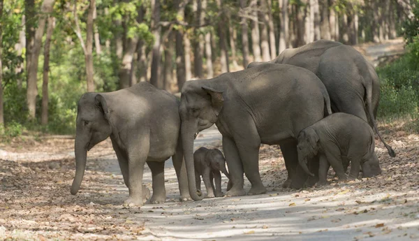 Ana yoldan geçen fil sürüsü, Dhikala, Jim Corbett Ulusal Parkı, Nainital, Uttarakhand, Hindistan