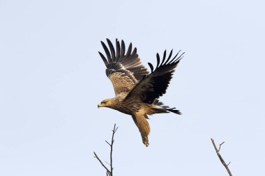 Imperial eagle, Aquila heliaca, Keoladeo National Park, Bharatpur, Rajasthan, India clipart