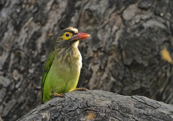 Lineated barbet, Psilopogon lineatus, Keoladeo National Park, Bharatpur, Rajasthan, India — Stock fotografie