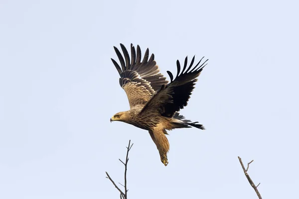 Keizerarend, Aquila heliaca, Keoladeo National Park, Bharatpur, Rajasthan, India — Stockfoto