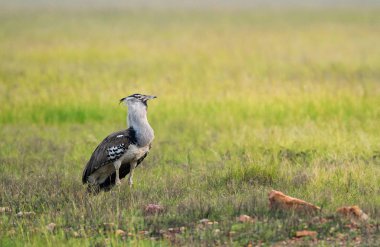 Kori-buastard, Ardeotis kori, Masaimara, Kenya, Afrika