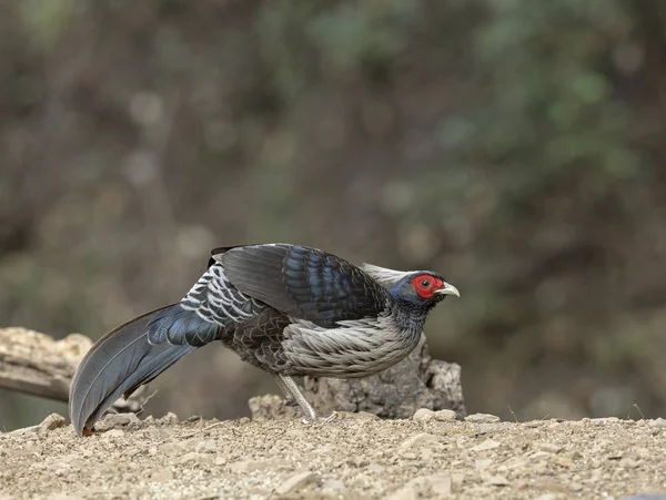 Khaleej Pheasant, Lophura leucomelanos, Sattal, India — стокове фото