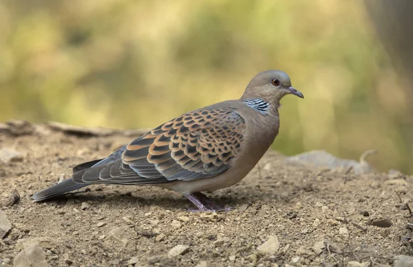 Oriental turtle dove, Streptopelia orientalis, Sattal, India — Stock Photo, Image