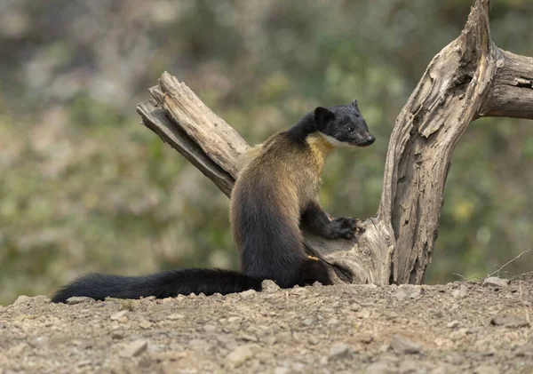 Yellow throated martin, Martes flavigula, Sattal, India — Stock Photo, Image