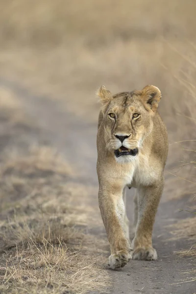 Leeuwen wandelen op de weg, Masaimara, Afrika — Stockfoto