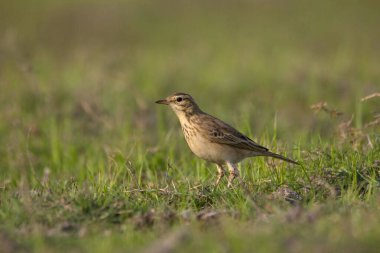 Paddy field pipit ya da Oriental pipit, Anthus rufulus, Hindistan