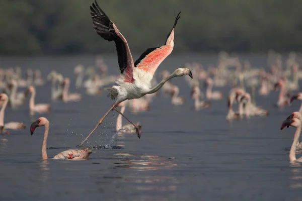 Greater flamingo, Phoenicopterus roseus, Índia — Fotografia de Stock