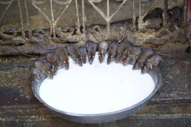 Fareler Rats Temple veya Karani Mata Temple, Deshnok, Bikaner, Rajasthan, Hindistan 'da süt içiyorlar.