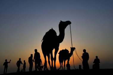 Deve gülü, Sam kumulları, Jaisalmer, Rajasthan, Hindistan