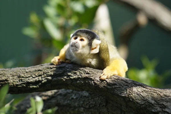 Squirrel Monkey Mogo Zoo Tomakin Road Mogo Nova Gales Sul — Fotografia de Stock