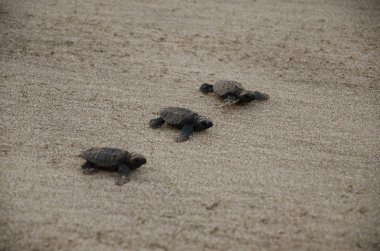 Yeni doğmuş kaplumbağalar, Kolthare, Dapoli yakınlarında, Konkan, Maharashtra, Hindistan