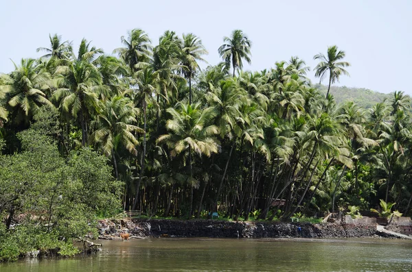 Kokosové stromy, Konkanská oblast poblíž mola Dabhol, Maháráštra, Indie — Stock fotografie