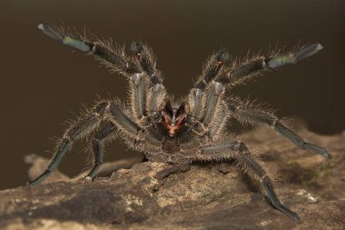 Tarantula, Haploclastus sp, Theraphosidae, Eravikulam Ulusal Parkı, Kerala, Hindistan