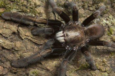 Parambikulam Büyük Kazıcı Örümcek, Thrigmopoeus Kayi, Theraphosidae, Parambikulam kaplan rezervi, Kerala, Hindistan