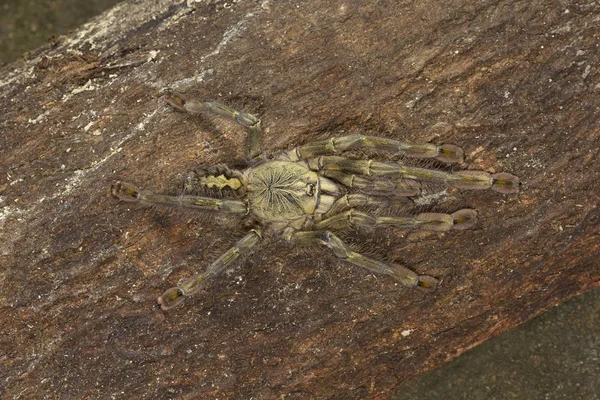 Ragno paracadute rossastro, Poecilotheria rufilata, Theraphosidae, Santuario della fauna selvatica del pepe, Kerala, India — Foto Stock