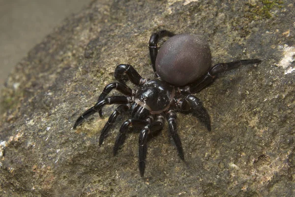 Helligomerus sp., Idiopidae, Sanktuarium Pepper Wildlife, Kerala, Indie — Zdjęcie stockowe