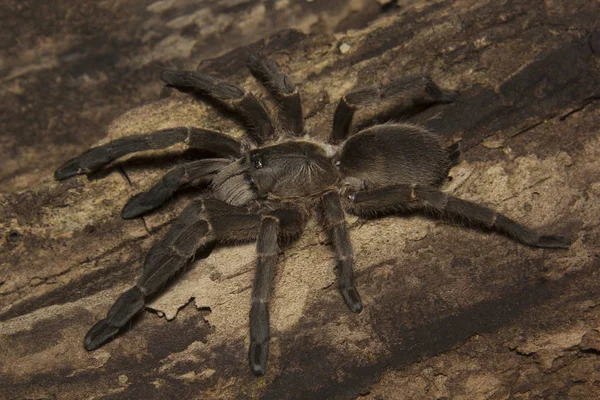 Tarantula, Haploclastus sp, Theraphosidae, Eravikulam National Park, Керала, Индия — стоковое фото