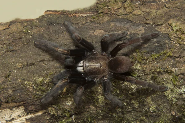 Parambikulam Big Burrowing Spider, Thrigmopoeus Kayi, Theraphosidae, rezerwat tygrysów Parambikulam, Kerala, Indie — Zdjęcie stockowe