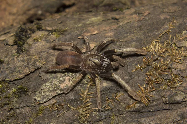 Grande araignée fouisseuse Parambikulam, Thrigmopoeus Kayi, Theraphosidae, Réserve de tigres Parambikulam, Kerala, Inde — Photo