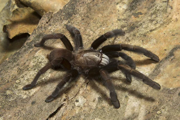 Parambikulam Big Burrowing Spider, Thrigmopoeus Kayi, Theraphosidae, Parambikulam Tiger Reserve, Kerala, India — 图库照片