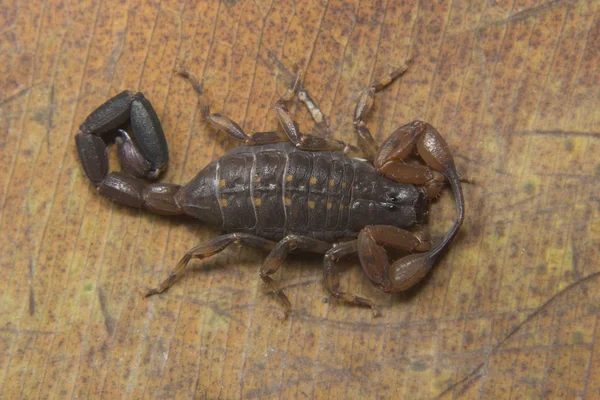 Lycus sp, Buthidae, Нейярский заповедник, Керала . — стоковое фото