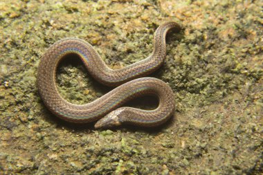 Kaptan orman yılanı, Xylophis kaptanı, Colubridae, Neyyar vahşi yaşam sığınağı, Kerala, Hindistan